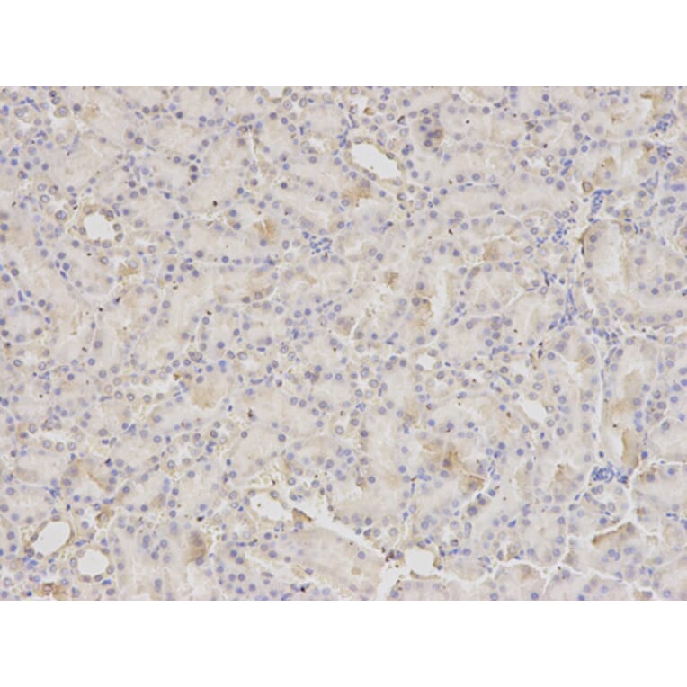 Anti-PDIA3 Antibody from Bioworld Technology (BS6140) - Antibodies.com