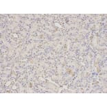 Anti-PDIA3 Antibody from Bioworld Technology (BS6140) - Antibodies.com