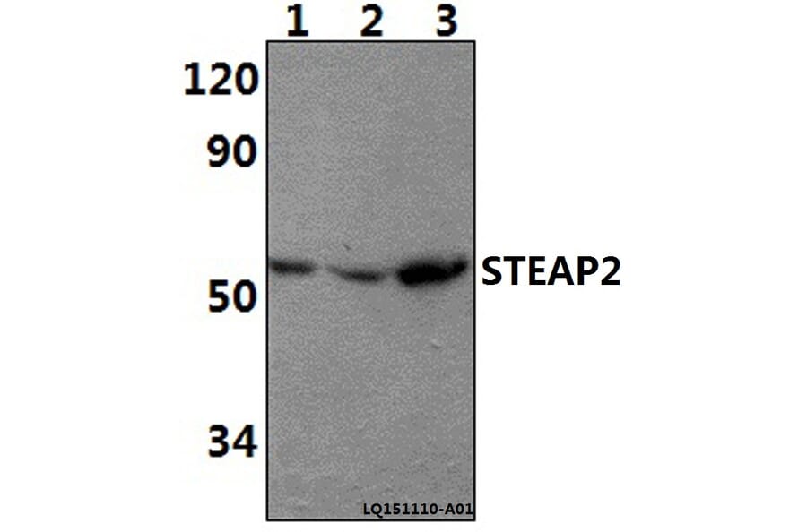 Anti-STEAP2 Antibody from Bioworld Technology (BS61401) - Antibodies.com
