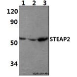 Anti-STEAP2 Antibody from Bioworld Technology (BS61401) - Antibodies.com