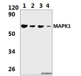 Anti-MAPK15 Antibody from Bioworld Technology (BS61403) - Antibodies.com