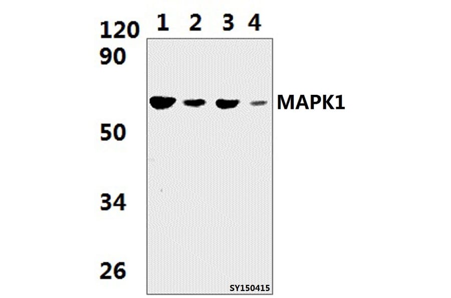 Anti-MAPK15 Antibody from Bioworld Technology (BS61403) - Antibodies.com