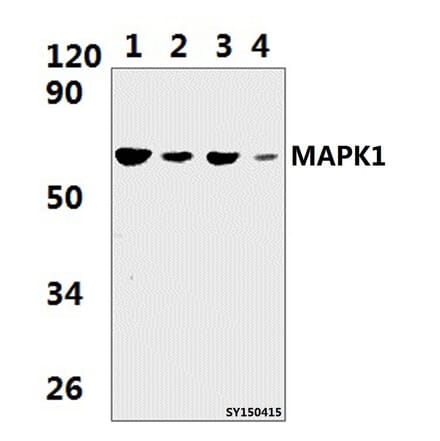 Anti-MAPK15 Antibody from Bioworld Technology (BS61403) - Antibodies.com