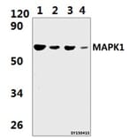 Anti-MAPK15 Antibody from Bioworld Technology (BS61403) - Antibodies.com