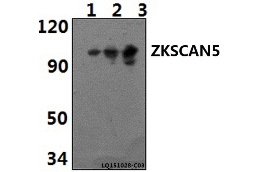 Anti-ZKSCAN5 Antibody from Bioworld Technology (BS61415) - Antibodies.com
