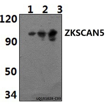 Anti-ZKSCAN5 Antibody from Bioworld Technology (BS61415) - Antibodies.com