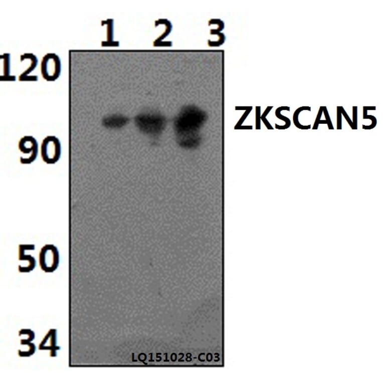 Anti-ZKSCAN5 Antibody from Bioworld Technology (BS61415) - Antibodies.com