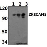 Anti-ZKSCAN5 Antibody from Bioworld Technology (BS61415) - Antibodies.com