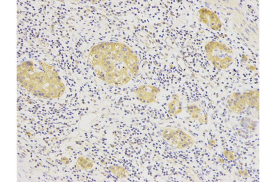 Anti-HSP90B Antibody from Bioworld Technology (BS6142) - Antibodies.com