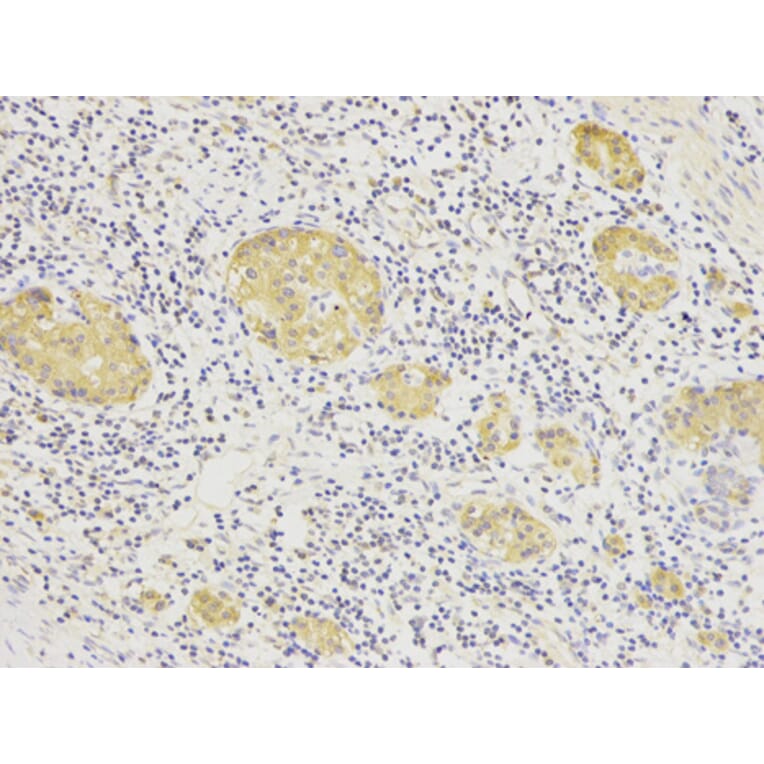 Anti-HSP90B Antibody from Bioworld Technology (BS6142) - Antibodies.com