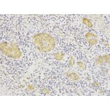 Anti-HSP90B Antibody from Bioworld Technology (BS6142) - Antibodies.com