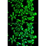 Anti-HSP90B Antibody from Bioworld Technology (BS6142) - Antibodies.com