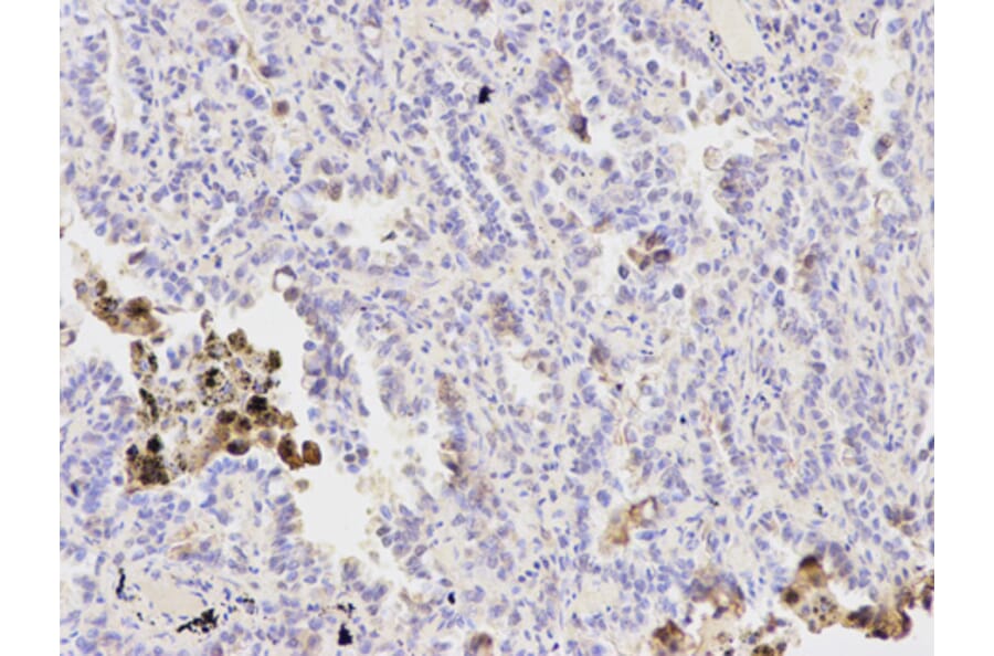 Anti-PPP1CB Antibody from Bioworld Technology (BS6143) - Antibodies.com