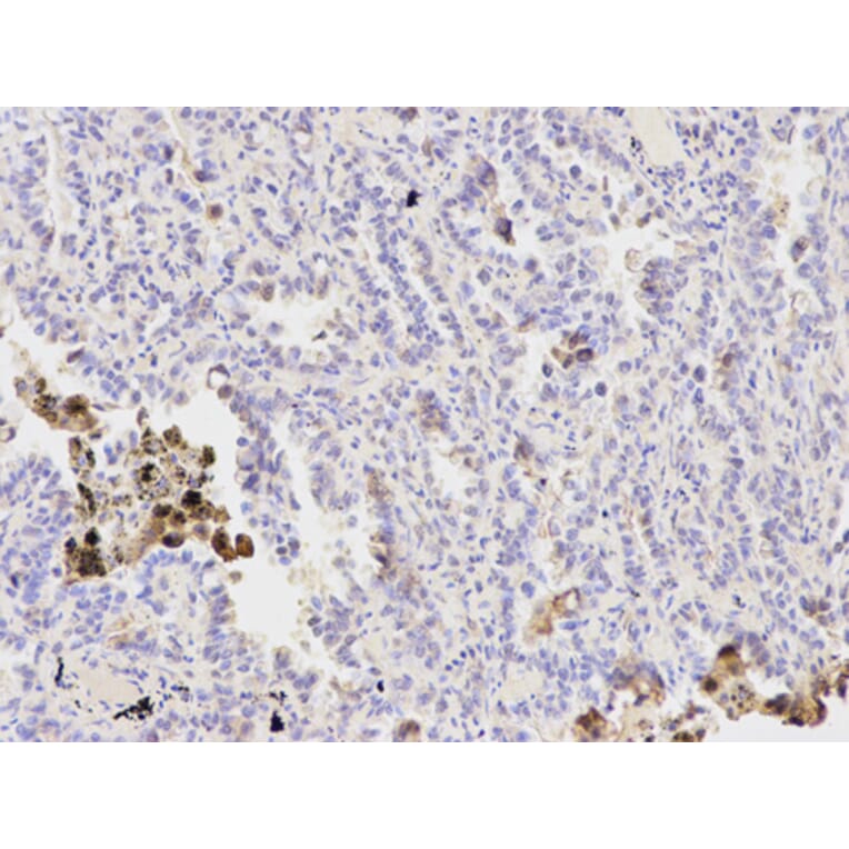 Anti-PPP1CB Antibody from Bioworld Technology (BS6143) - Antibodies.com