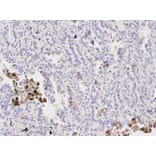Anti-PPP1CB Antibody from Bioworld Technology (BS6143) - Antibodies.com