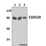 Anti-CDH20 Antibody from Bioworld Technology (BS61431) - Antibodies.com