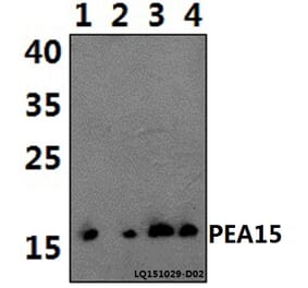 Anti-PEA15 Antibody from Bioworld Technology (BS61435) - Antibodies.com