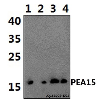 Anti-PEA15 Antibody from Bioworld Technology (BS61435) - Antibodies.com