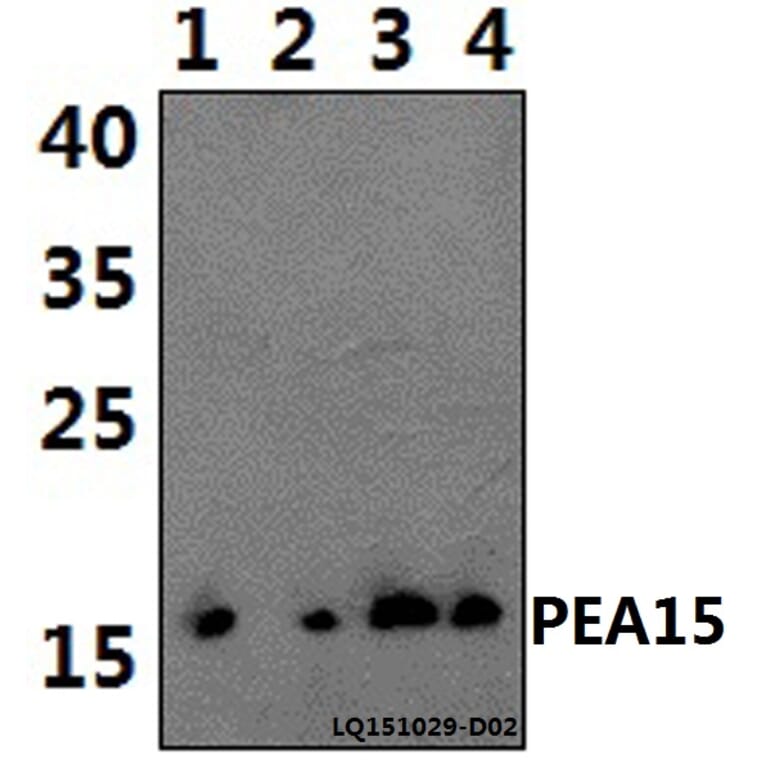 Anti-PEA15 Antibody from Bioworld Technology (BS61435) - Antibodies.com