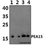 Anti-PEA15 Antibody from Bioworld Technology (BS61435) - Antibodies.com
