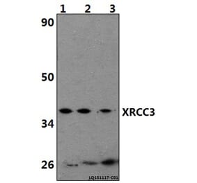 Anti-XRCC3 Antibody from Bioworld Technology (BS61440) - Antibodies.com