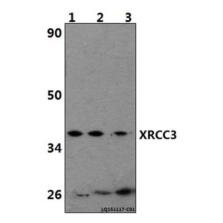 Anti-XRCC3 Antibody from Bioworld Technology (BS61440) - Antibodies.com