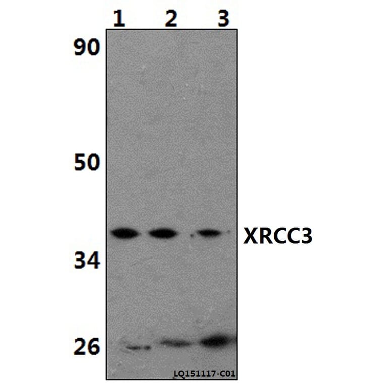 Anti-XRCC3 Antibody from Bioworld Technology (BS61440) - Antibodies.com