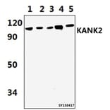 Anti-KANK2 Antibody from Bioworld Technology (BS61445) - Antibodies.com