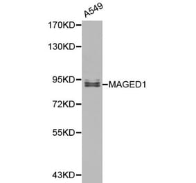 Anti-MAGED1 Antibody from Bioworld Technology (BS6145) - Antibodies.com