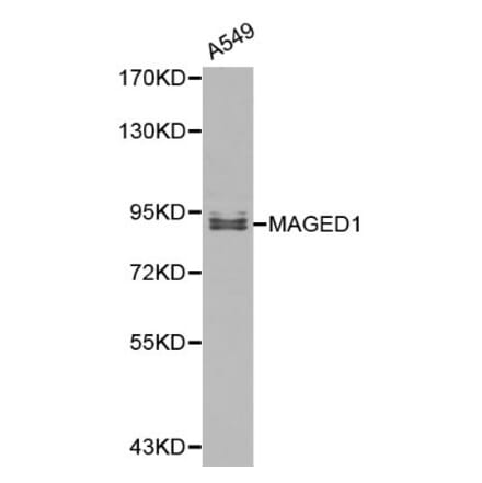 Anti-MAGED1 Antibody from Bioworld Technology (BS6145) - Antibodies.com