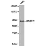 Anti-MAGED1 Antibody from Bioworld Technology (BS6145) - Antibodies.com