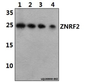 Anti-ZNRF2 Antibody from Bioworld Technology (BS61455) - Antibodies.com