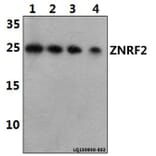Anti-ZNRF2 Antibody from Bioworld Technology (BS61455) - Antibodies.com
