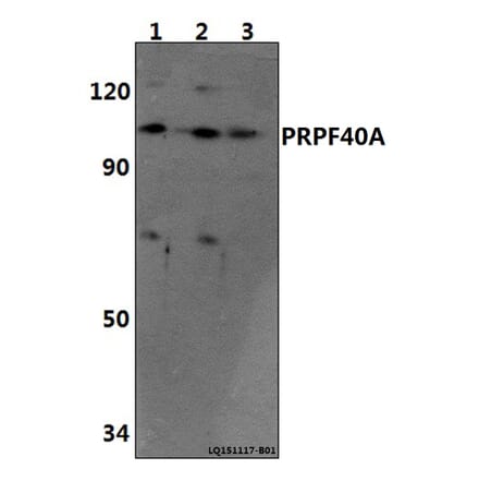 Anti-PRPF40A Antibody from Bioworld Technology (BS61460) - Antibodies.com