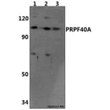 Anti-PRPF40A Antibody from Bioworld Technology (BS61460) - Antibodies.com