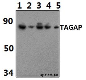 Anti-TAGAP Antibody from Bioworld Technology (BS61462) - Antibodies.com