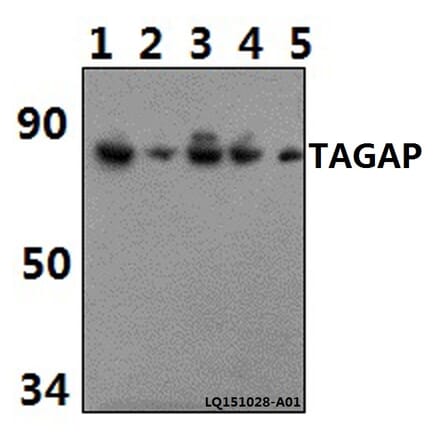 Anti-TAGAP Antibody from Bioworld Technology (BS61462) - Antibodies.com