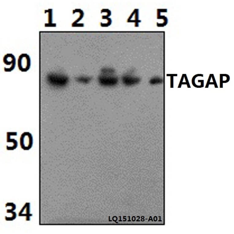 Anti-TAGAP Antibody from Bioworld Technology (BS61462) - Antibodies.com