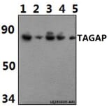 Anti-TAGAP Antibody from Bioworld Technology (BS61462) - Antibodies.com