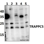 Anti-TRAPPC5 Antibody from Bioworld Technology (BS61465) - Antibodies.com