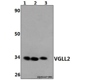 Anti-VGLL2 Antibody from Bioworld Technology (BS61467) - Antibodies.com