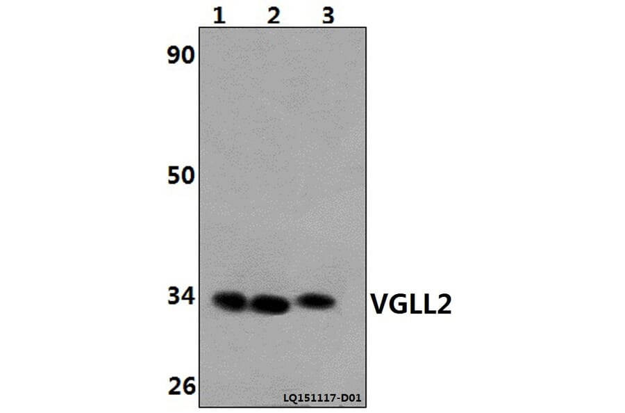 Anti-VGLL2 Antibody from Bioworld Technology (BS61467) - Antibodies.com