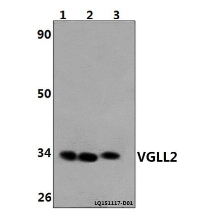 Anti-VGLL2 Antibody from Bioworld Technology (BS61467) - Antibodies.com