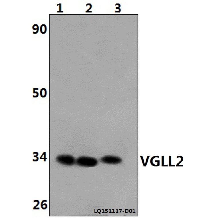 Anti-VGLL2 Antibody from Bioworld Technology (BS61467) - Antibodies.com
