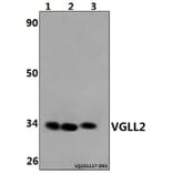Anti-VGLL2 Antibody from Bioworld Technology (BS61467) - Antibodies.com