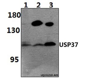 Anti-USP37 Antibody from Bioworld Technology (BS61473) - Antibodies.com