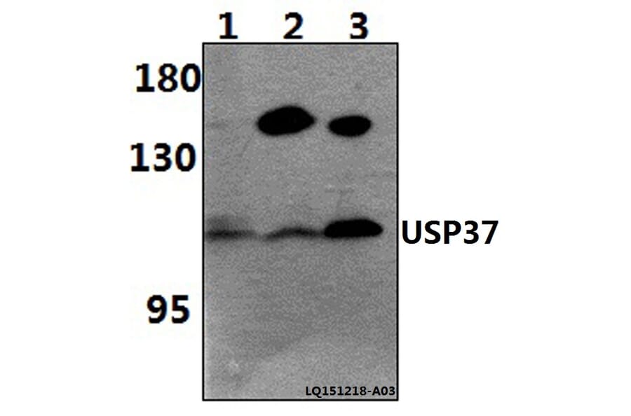 Anti-USP37 Antibody from Bioworld Technology (BS61473) - Antibodies.com