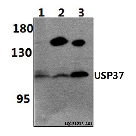 Anti-USP37 Antibody from Bioworld Technology (BS61473) - Antibodies.com