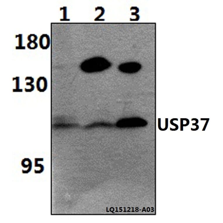Anti-USP37 Antibody from Bioworld Technology (BS61473) - Antibodies.com