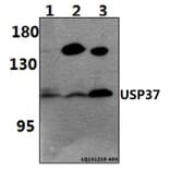 Anti-USP37 Antibody from Bioworld Technology (BS61473) - Antibodies.com